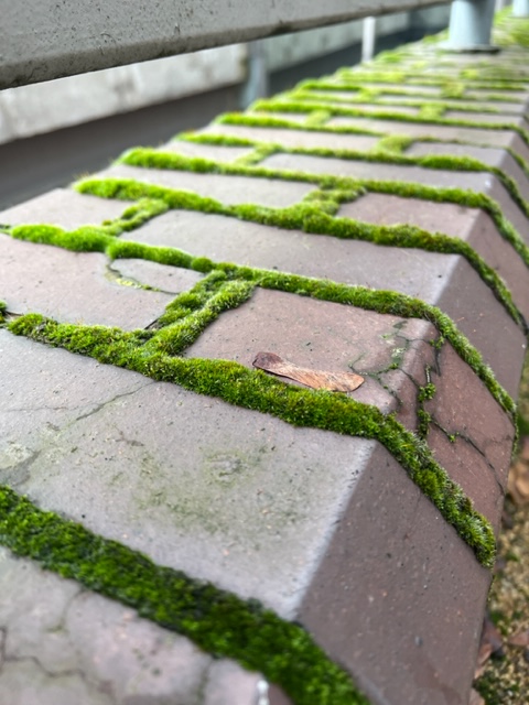 I was plant blind, now I see moss&nbsp;everywhere.