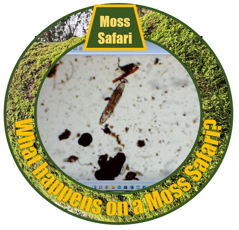 Moss Safari Live online: What&nbsp;happens?