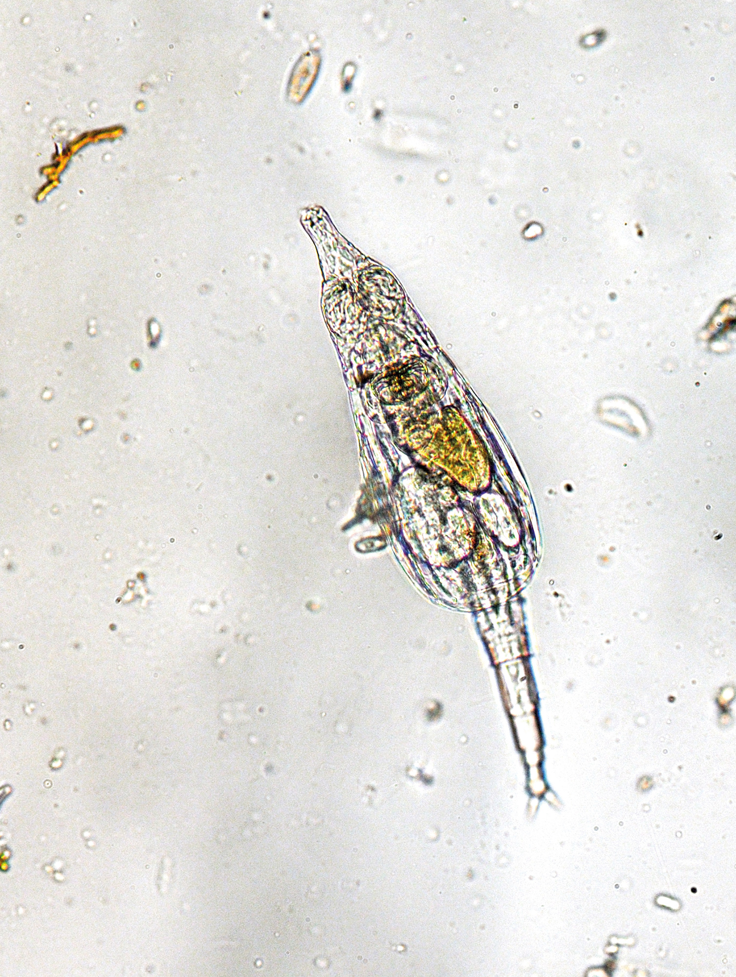 rotifer – Moss Safari