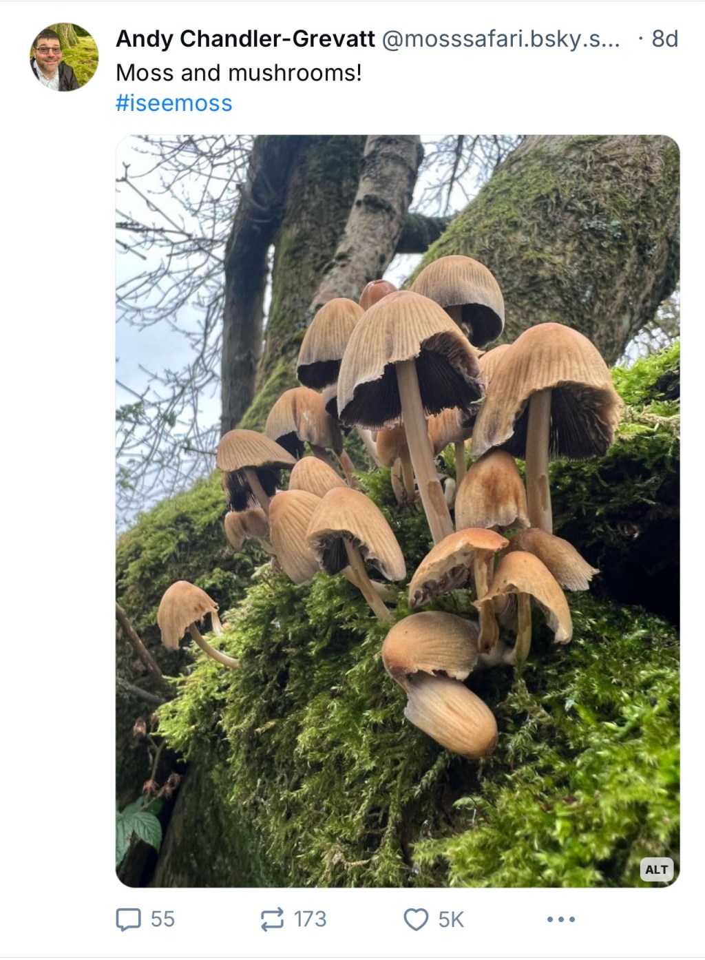 The Sky is Blue: Moss Safari flourishes on Blue&nbsp;Sky!