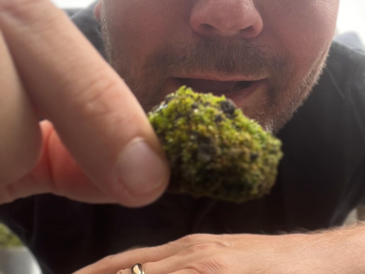 Moss Safari Field Notes #1 Soak, suck and&nbsp;See