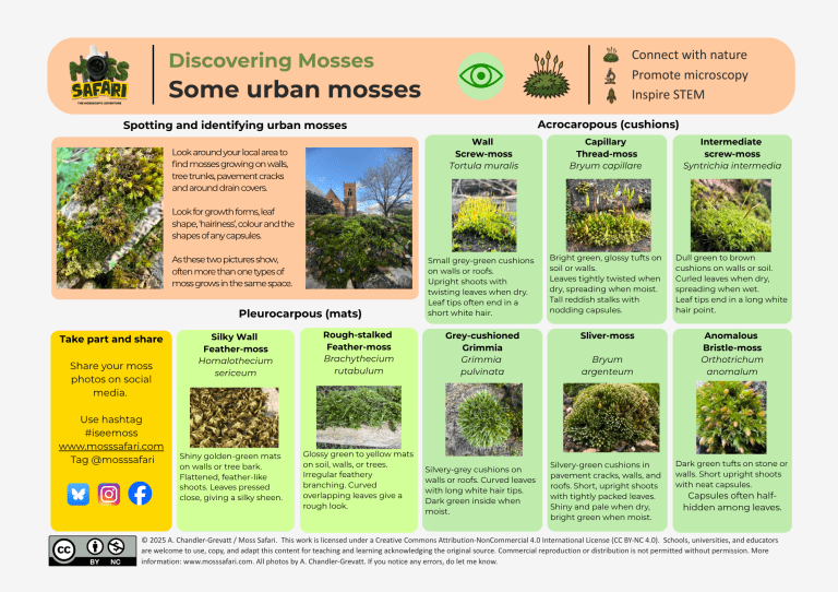 Discovering mosses – Moss Safari