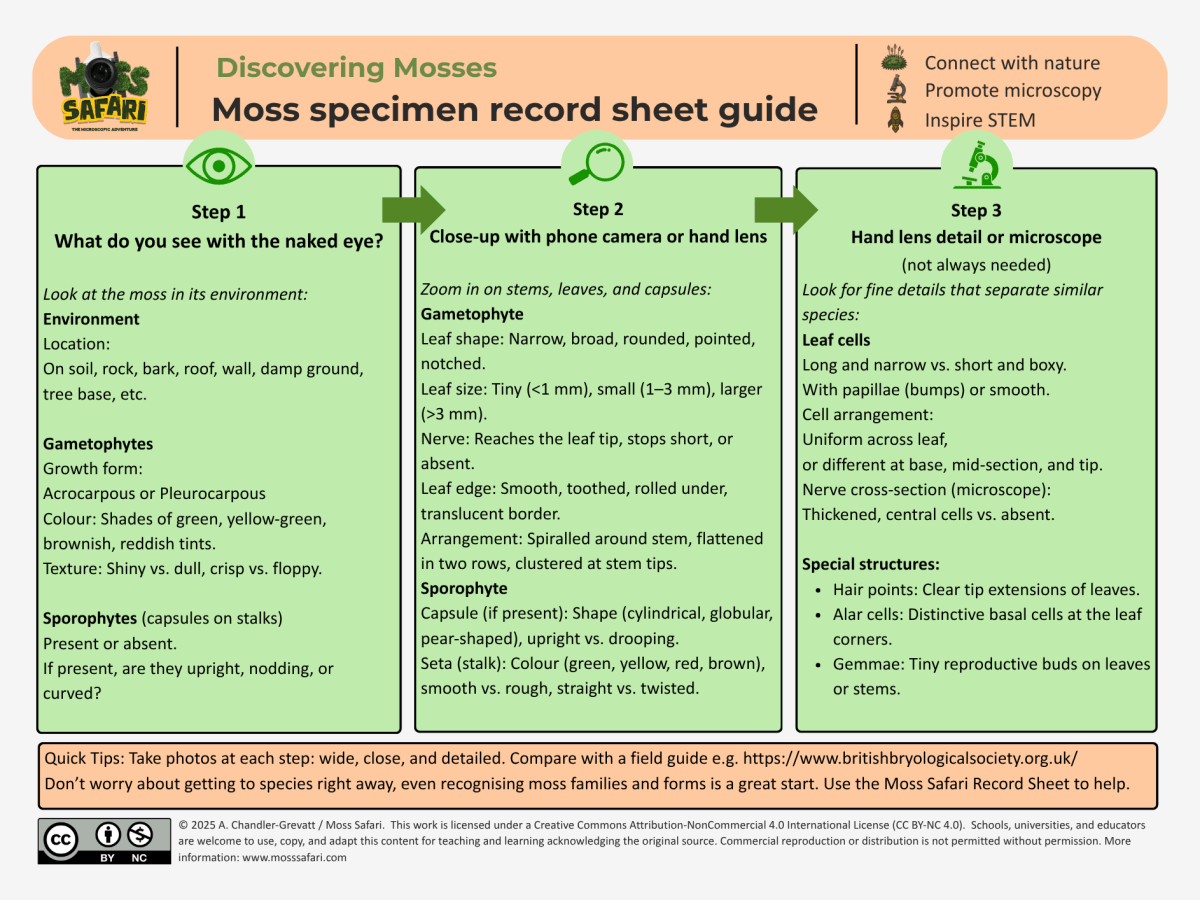 Discovering Mosses Series: Steps to identifying a&nbsp;moss