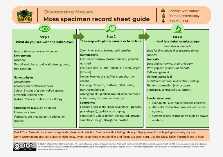 Discovering Mosses Series: Steps to identifying a moss – Moss Safari