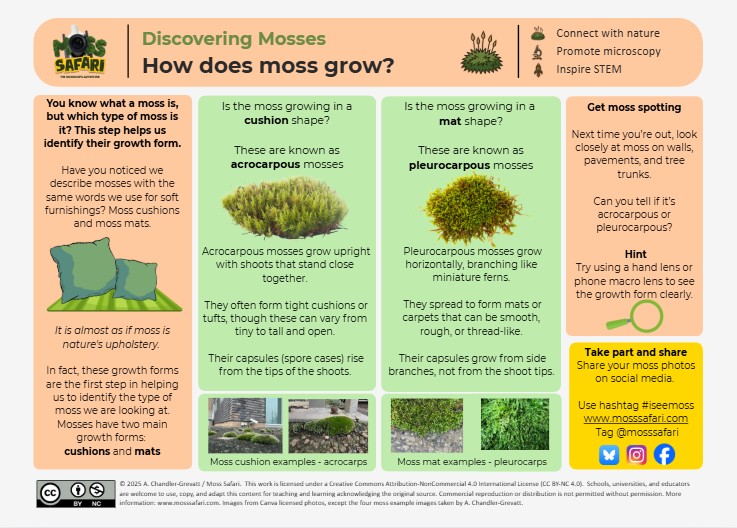 Discovering Mosses Series: How does a moss grow? – Moss Safari