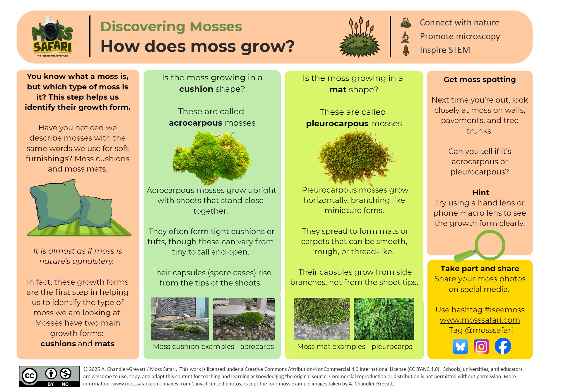 Discovering mosses – Moss Safari