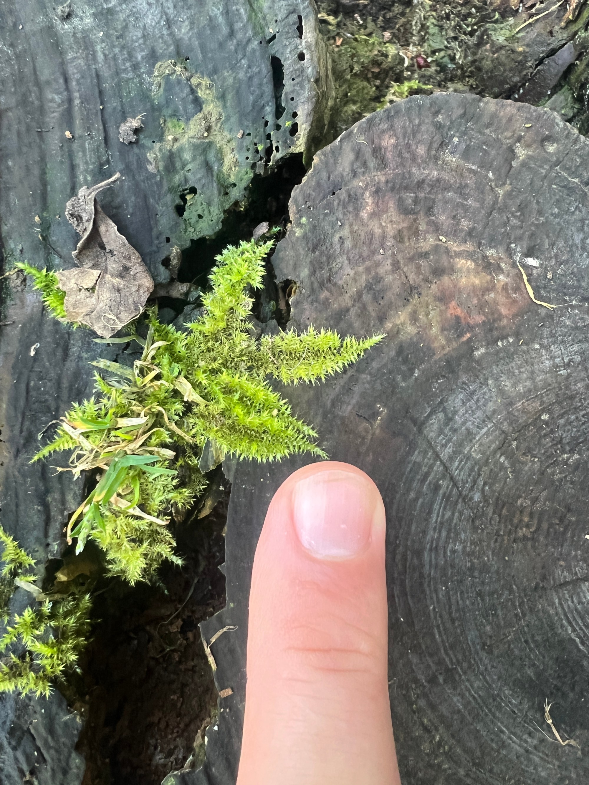 Discovering Mosses Series: Steps to identifying a moss – Moss Safari