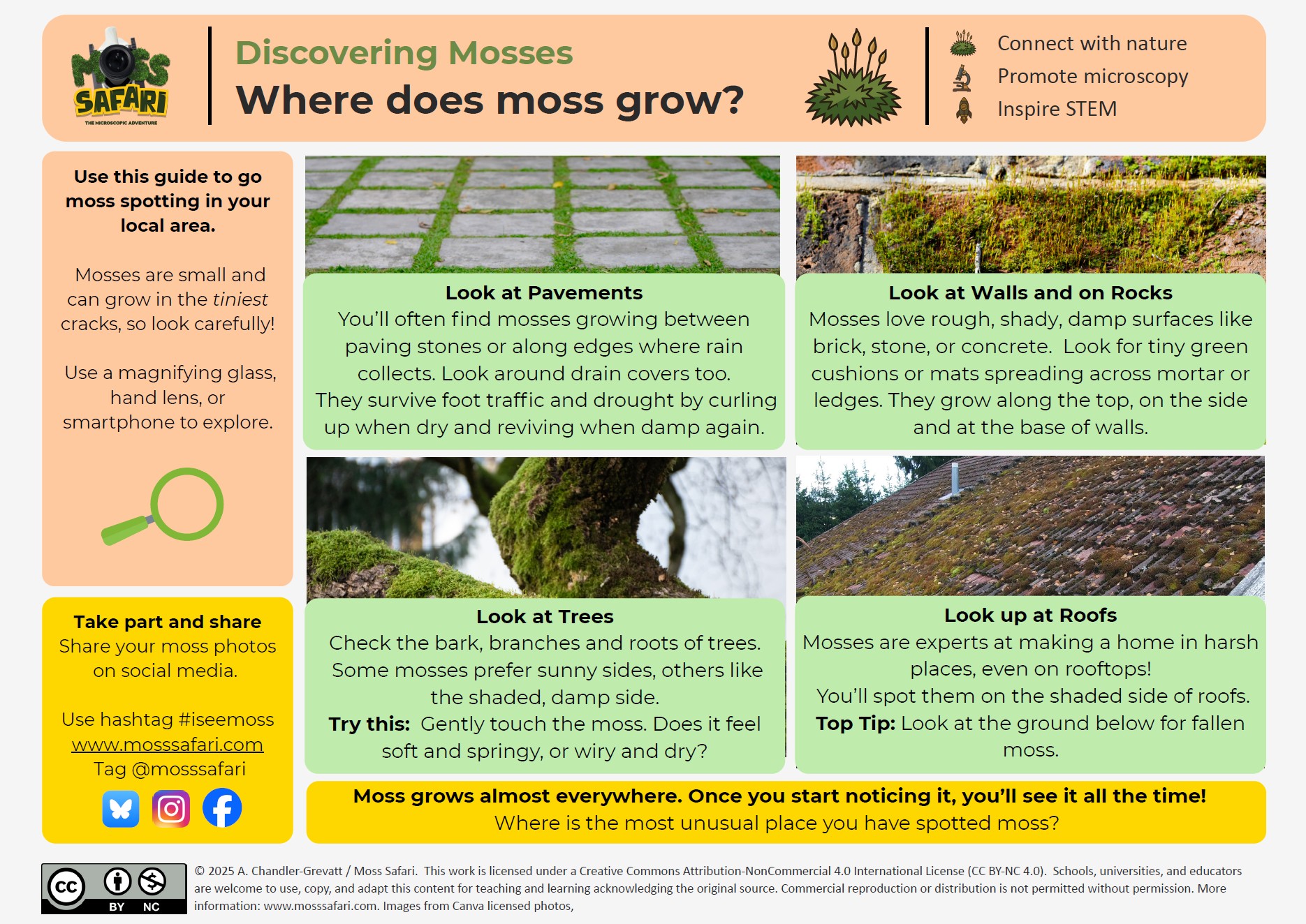 Discovering Mosses Series: Where do mosses grow? – Moss Safari
