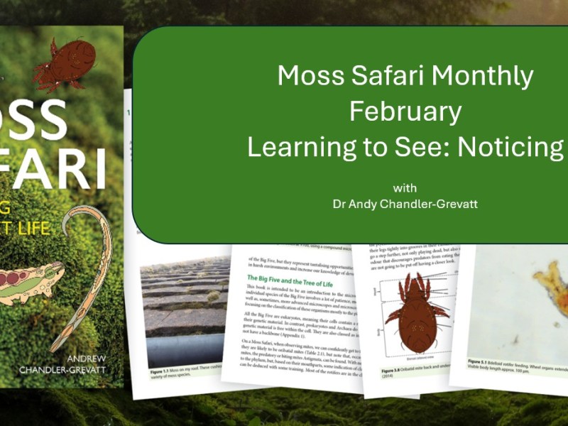 Moss Safari Monthly. Learning how to&nbsp;see