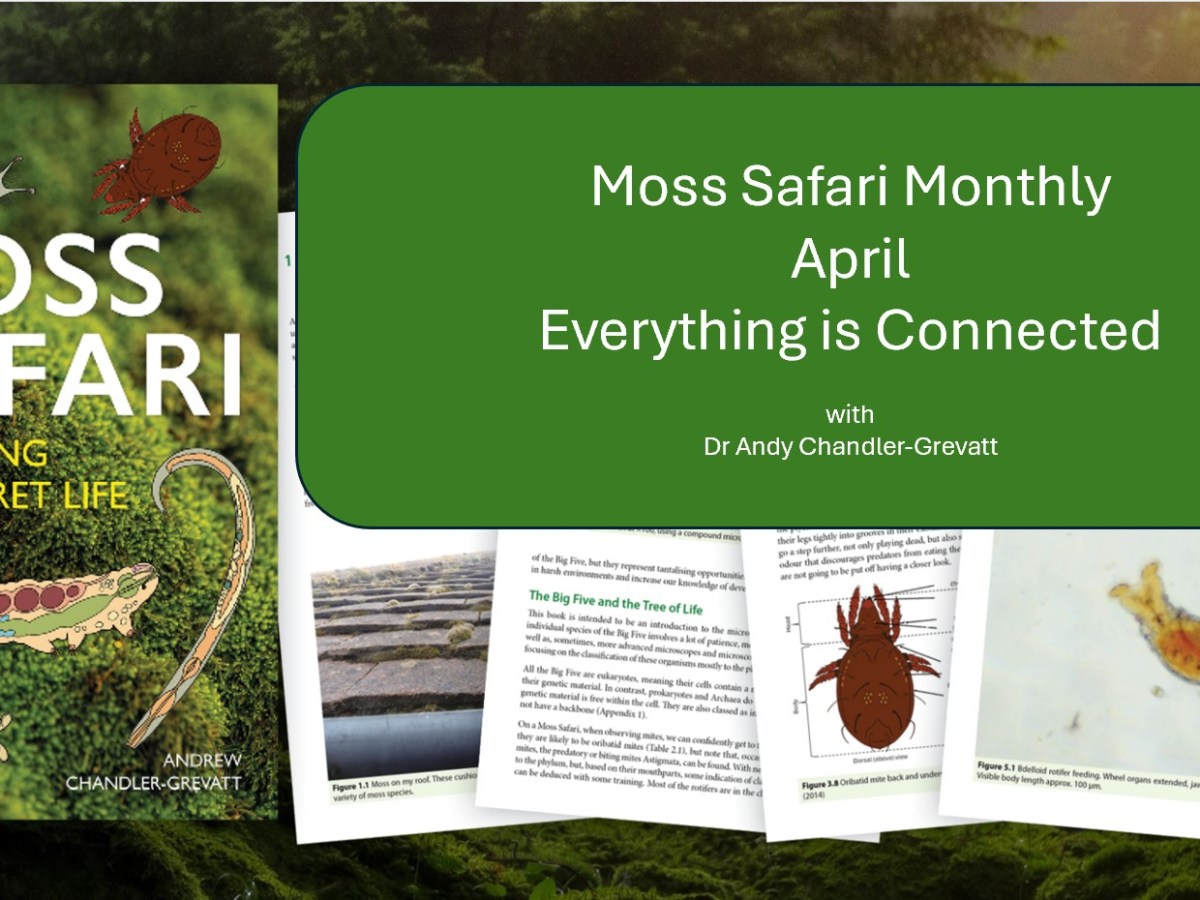 Moss Safari Monthly #3: Everything Is&nbsp;Connected