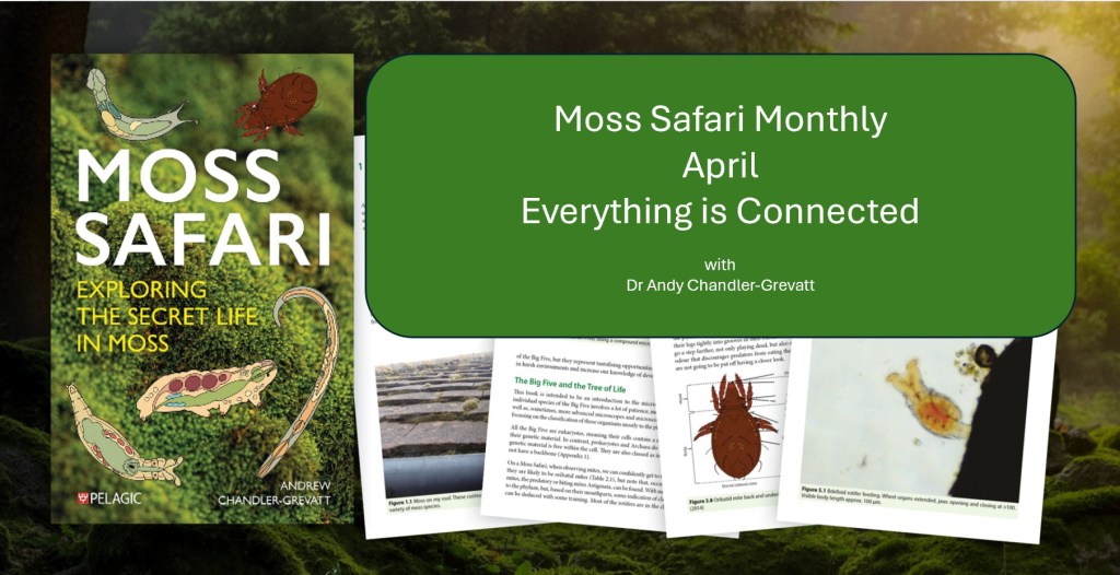 Moss Safari Monthly #3: Everything Is&nbsp;Connected