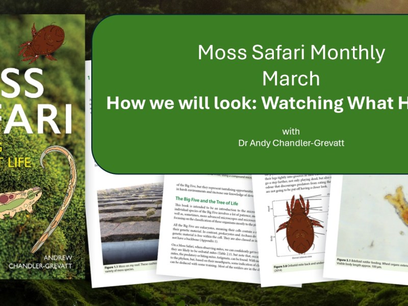 Moss Safari Monthly. March – Watching what&nbsp;happens