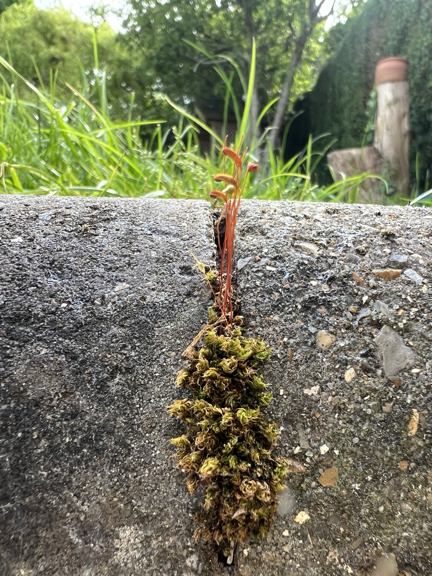 BOOK REVIEW: Start to identify mosses by Faith Anstey – Moss Safari